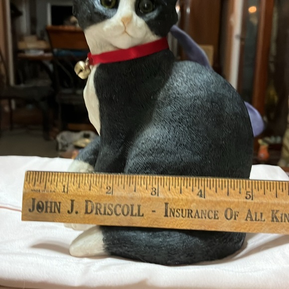 Beautiful black and white kitten sitting - Picture 11 of 11